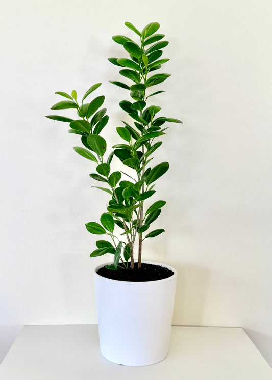 Ficus Moclame S