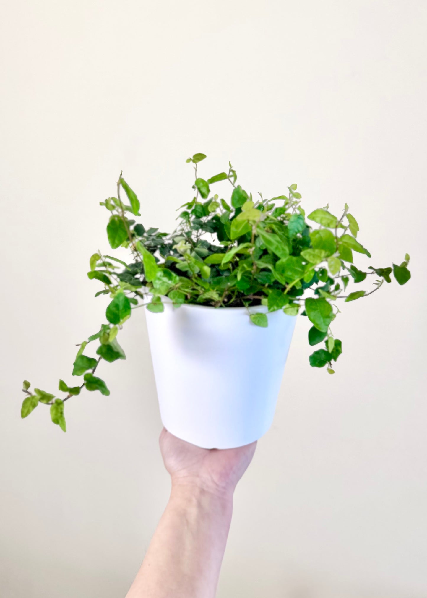 Ficus Repens