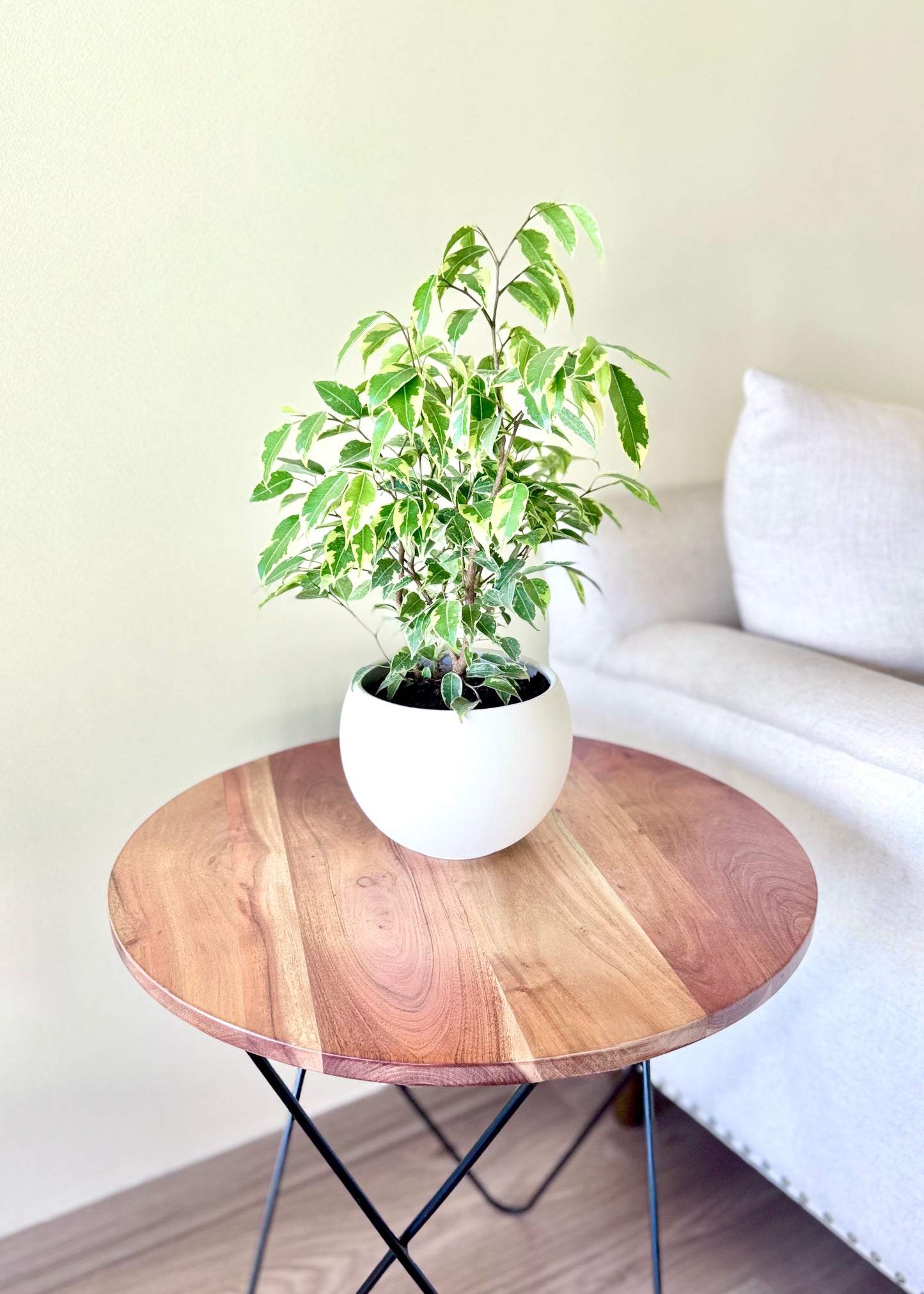 Ficus Bonsai Hawaii en Esfera