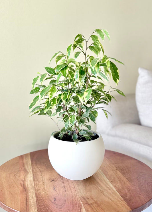 Ficus Bonsai Hawaii en Esfera