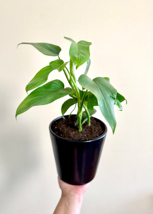 Filodendro Panduriforme