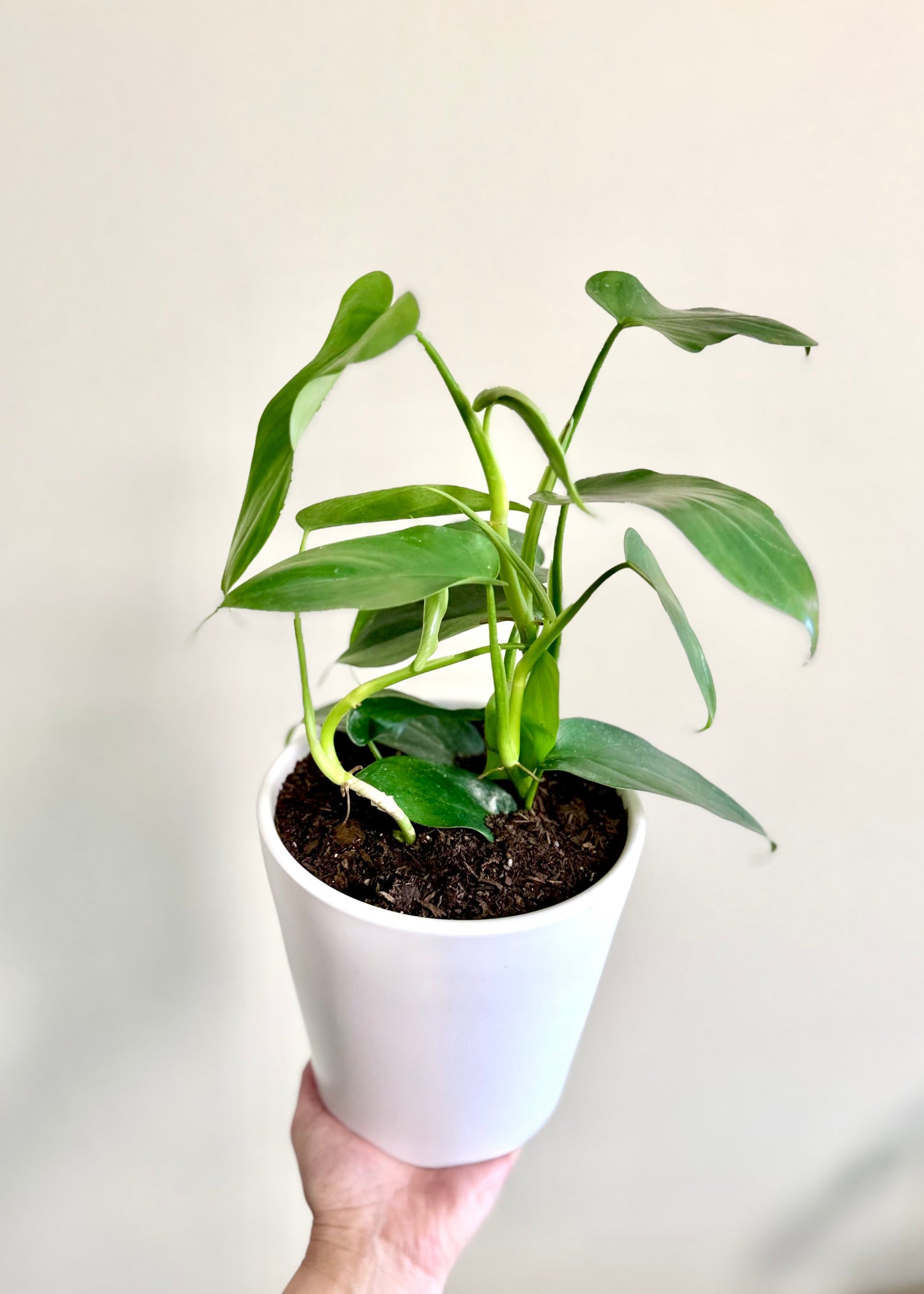 Filodendro Panduriforme