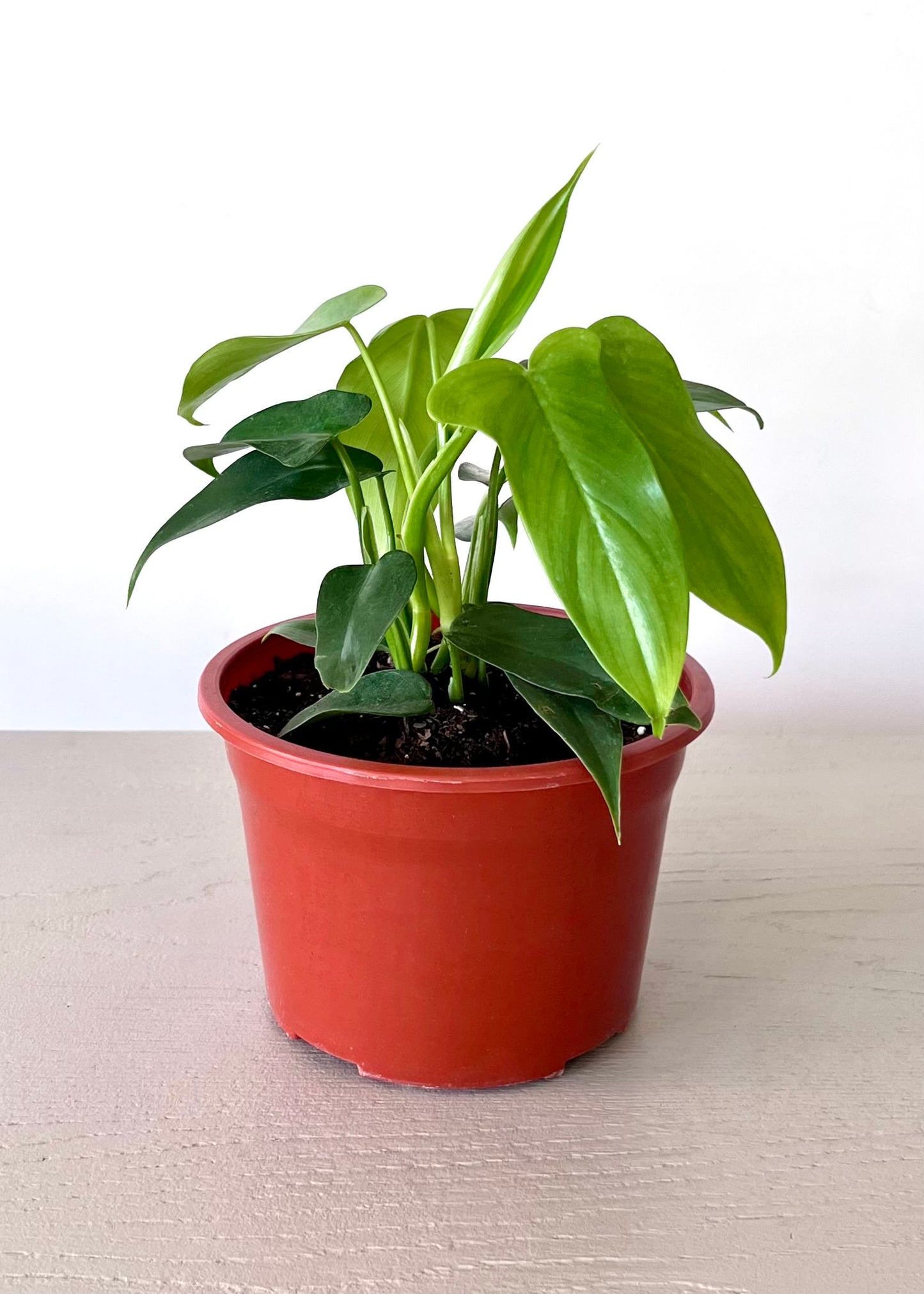 Filodendro Panduriforme
