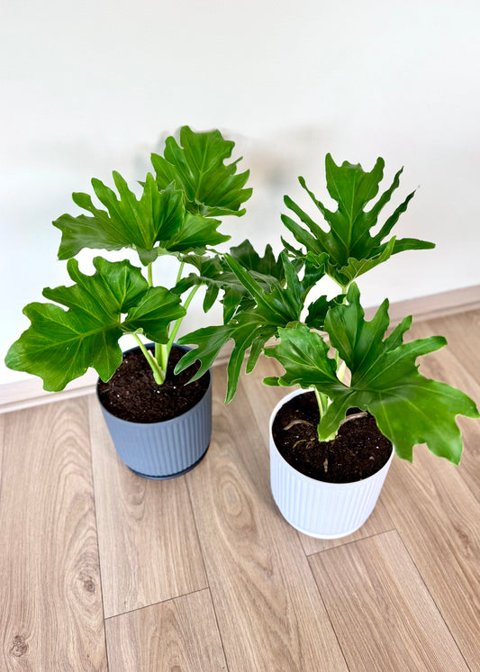 Filodendro Paraguayo