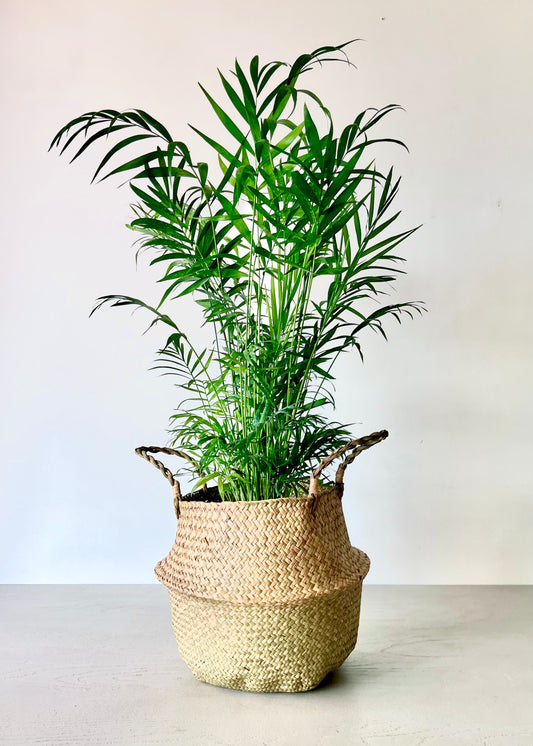 Palmera Chamaedorea XL en canasto