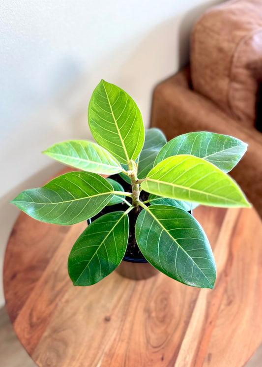 Ficus o Gomero Altissima