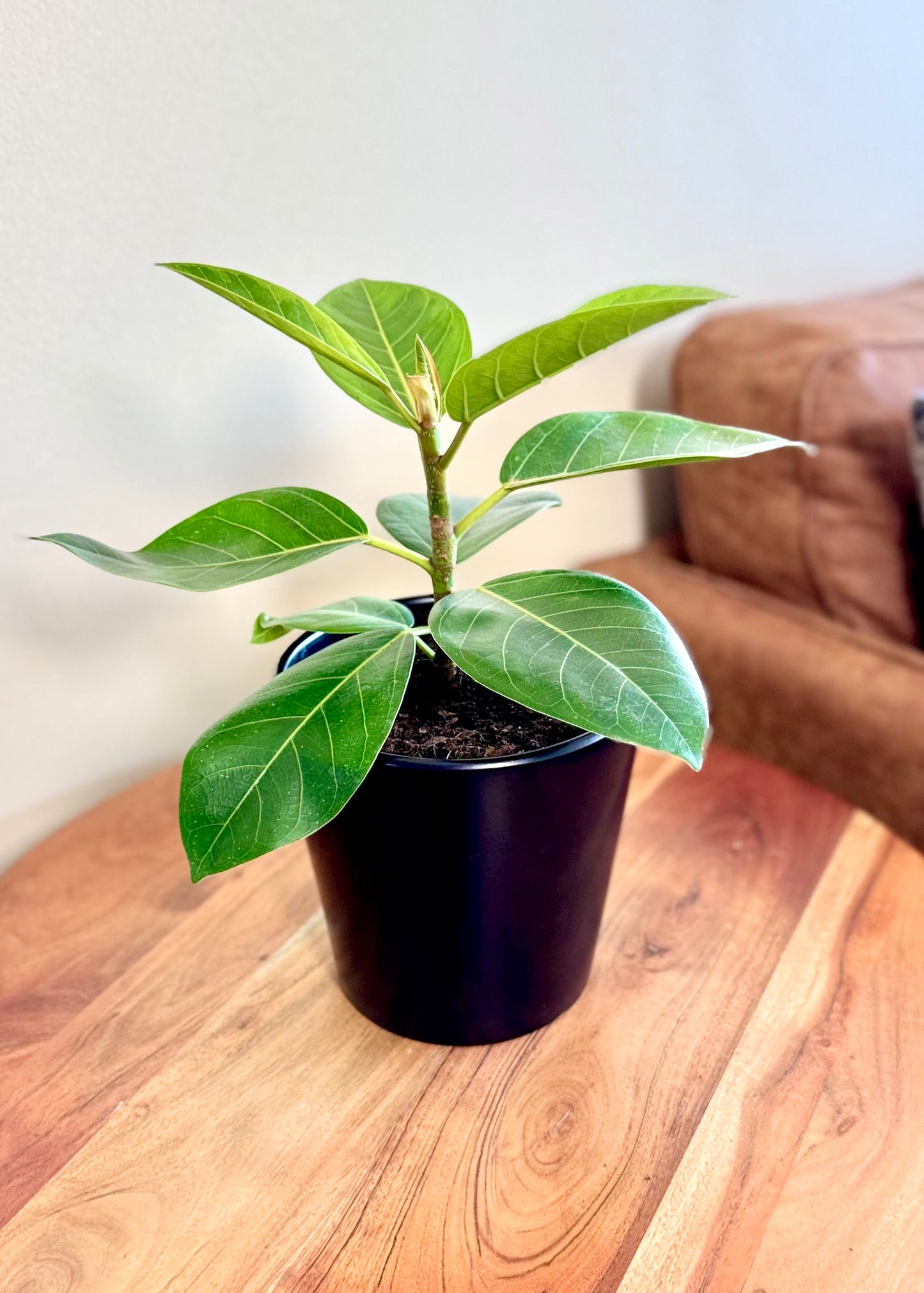 Ficus o Gomero Altissima