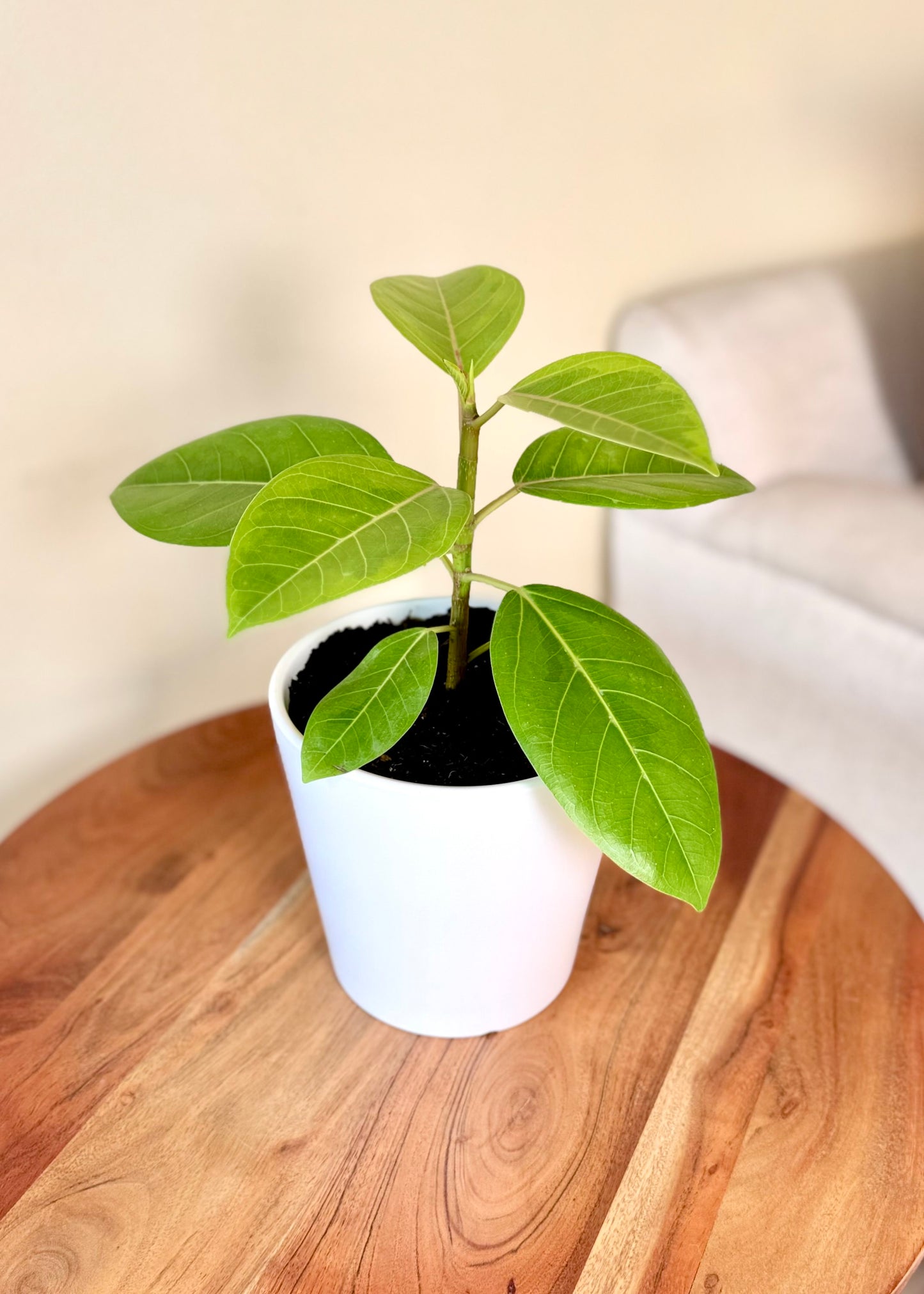 Ficus o Gomero Altissima