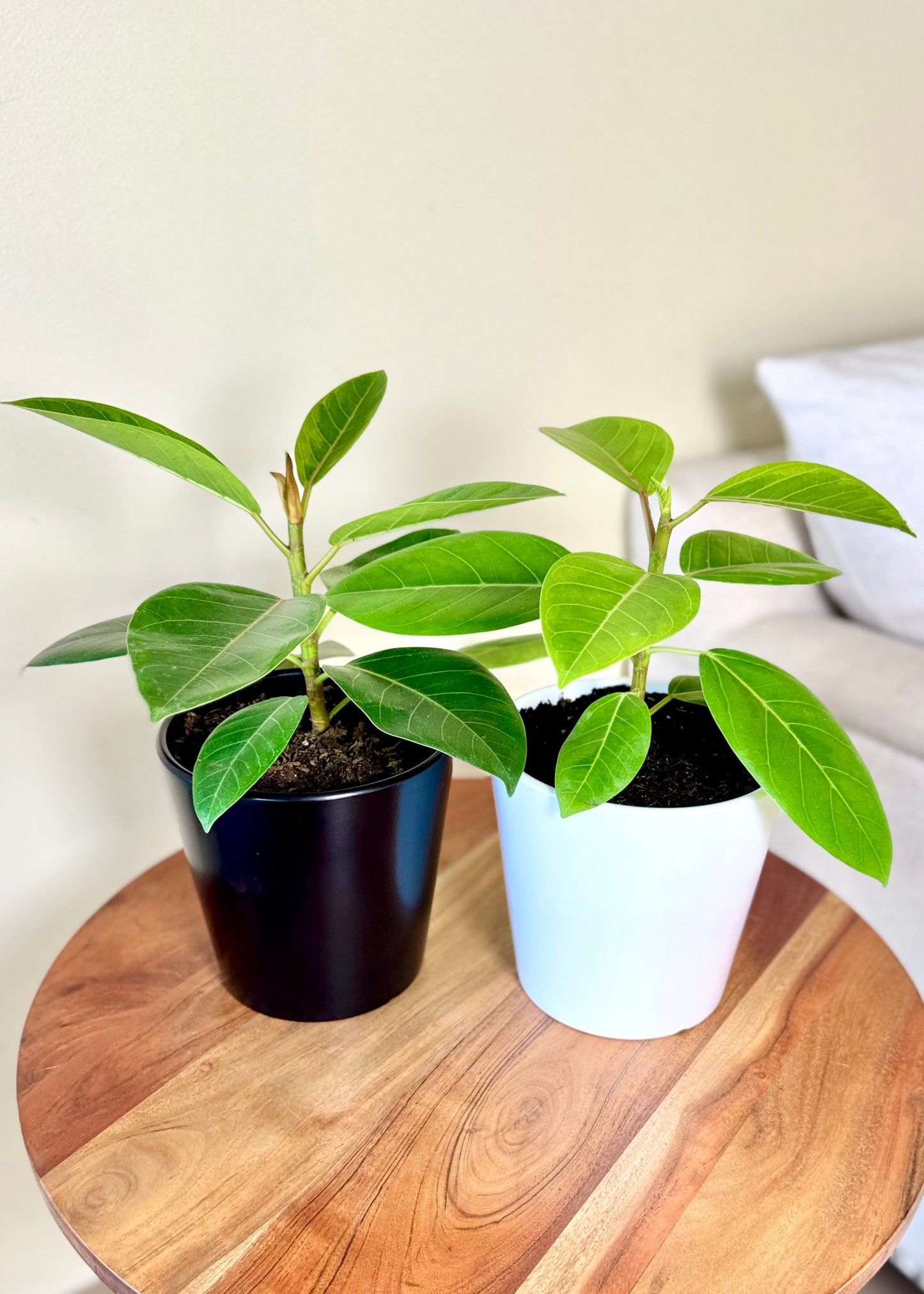 Ficus o Gomero Altissima