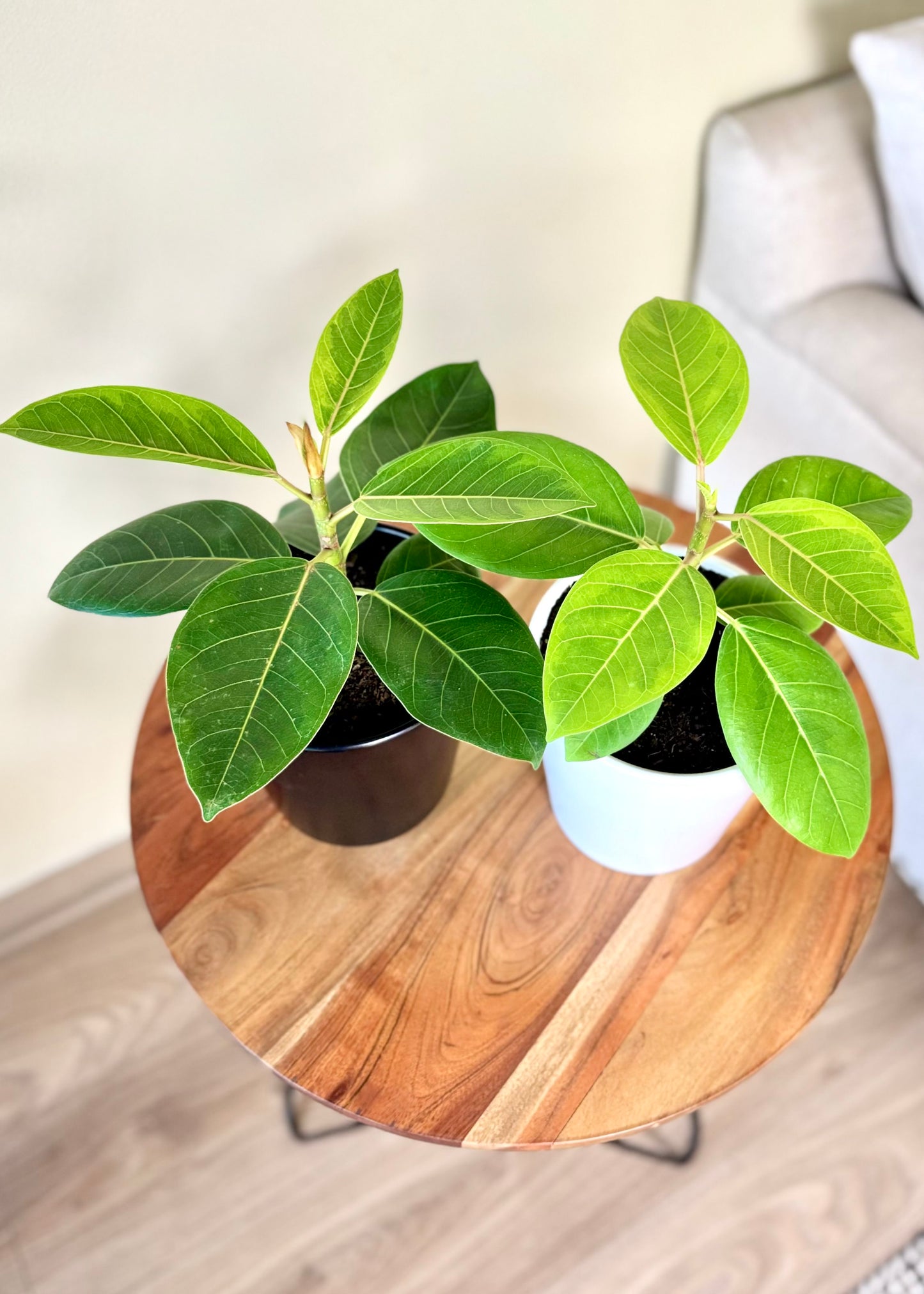 Ficus o Gomero Altissima