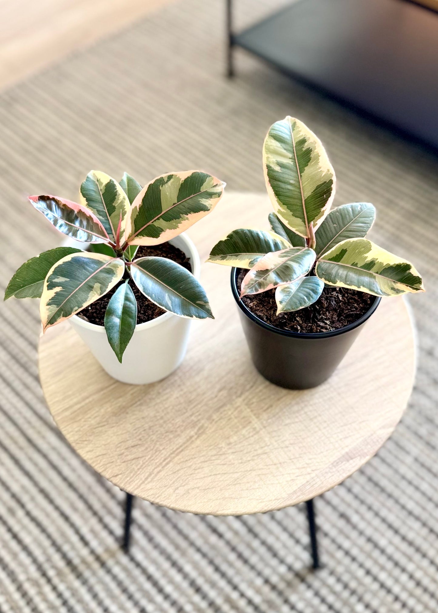 Mini Gomero Tineke