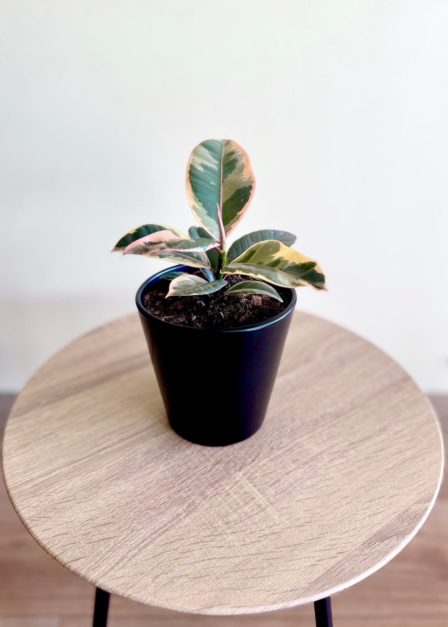 Mini Gomero Tineke