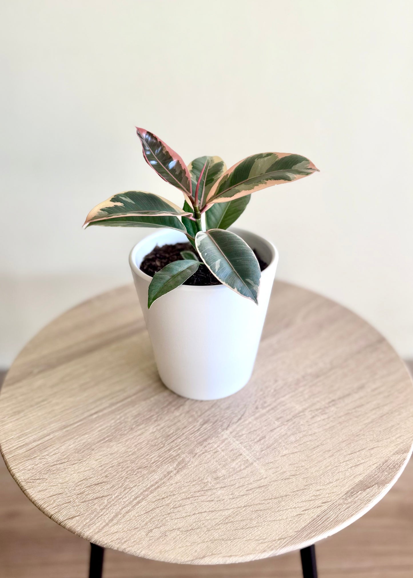 Mini Gomero Tineke