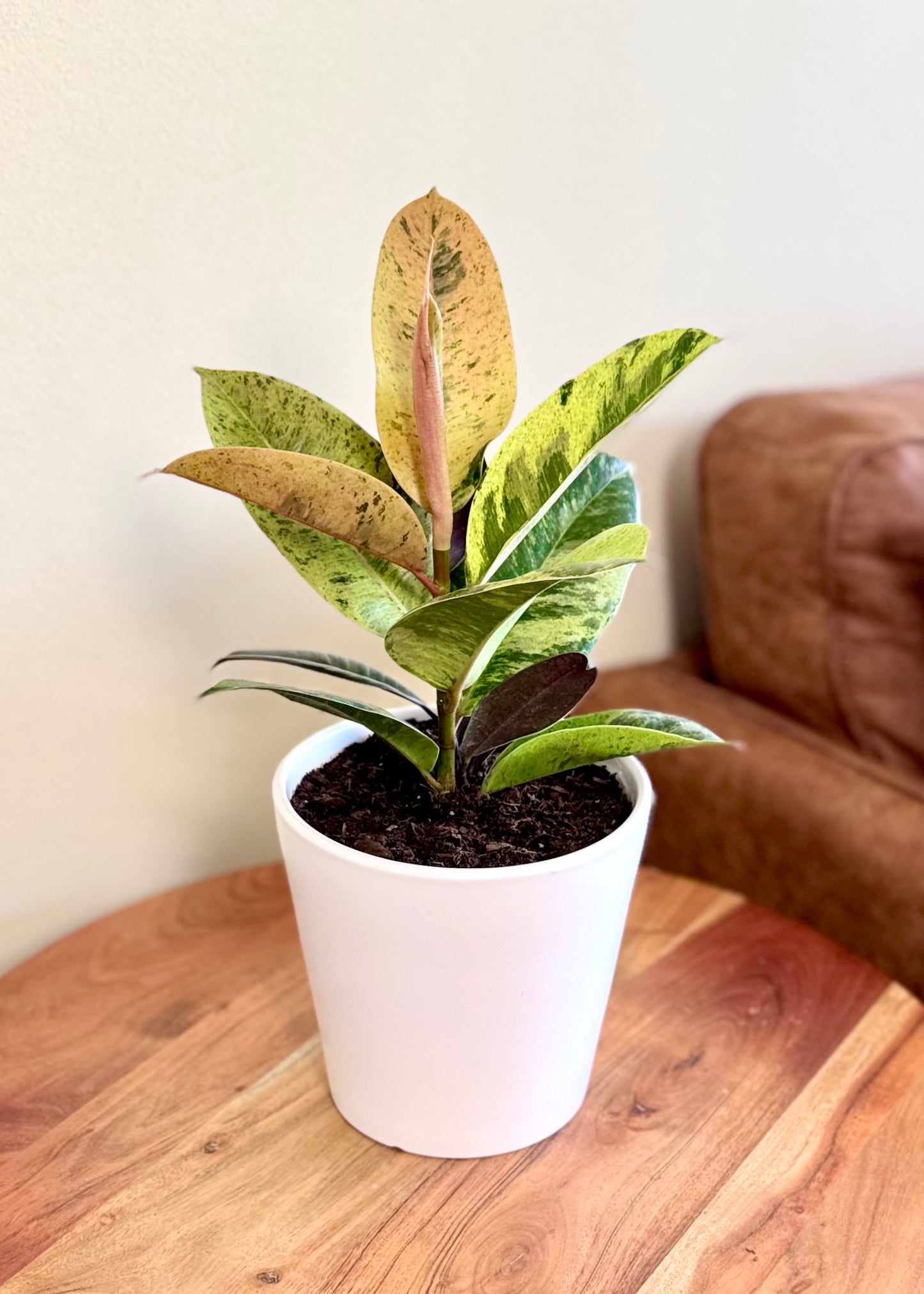 Ficus o Gomero Shiveriana