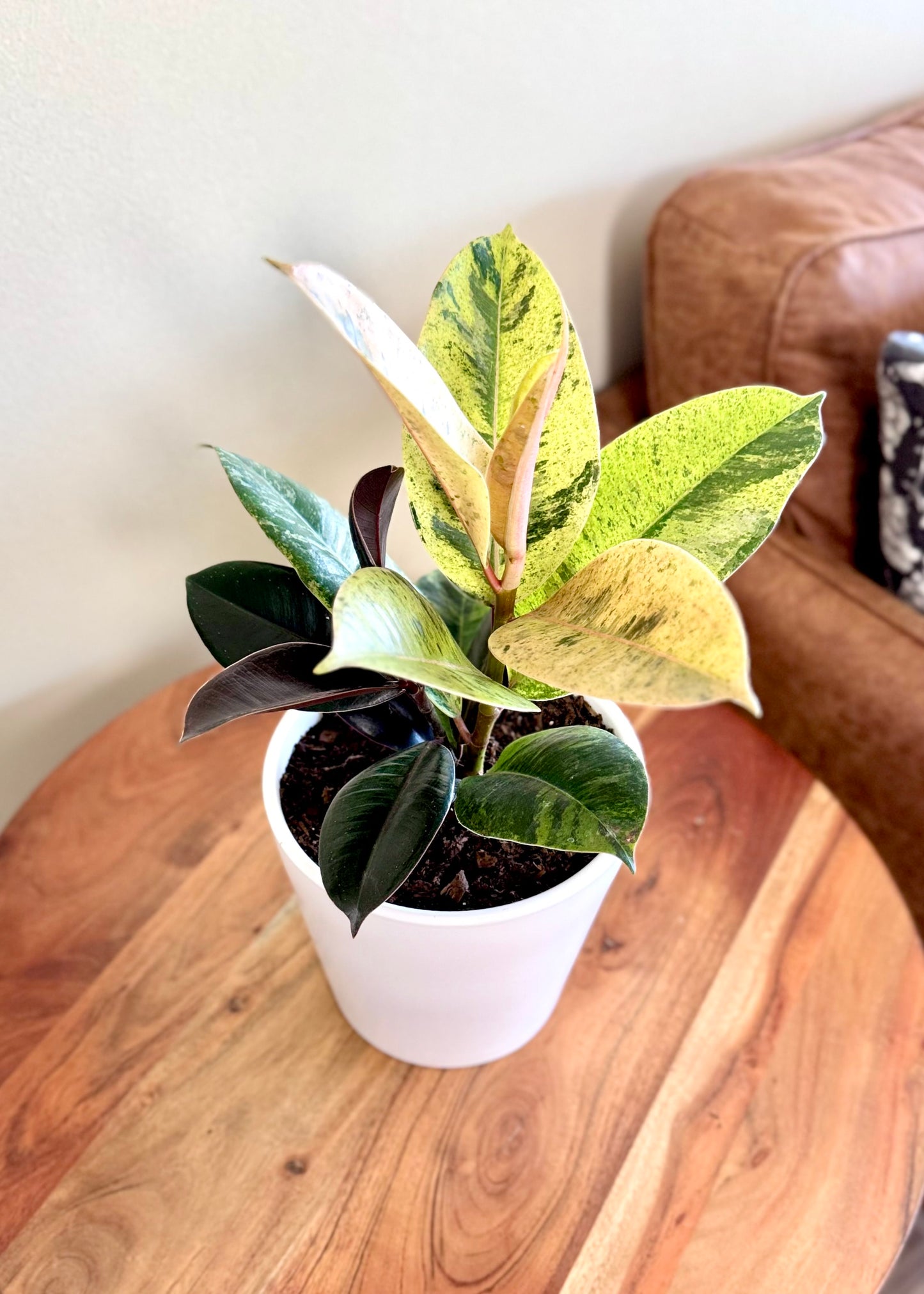 Ficus o Gomero Shiveriana