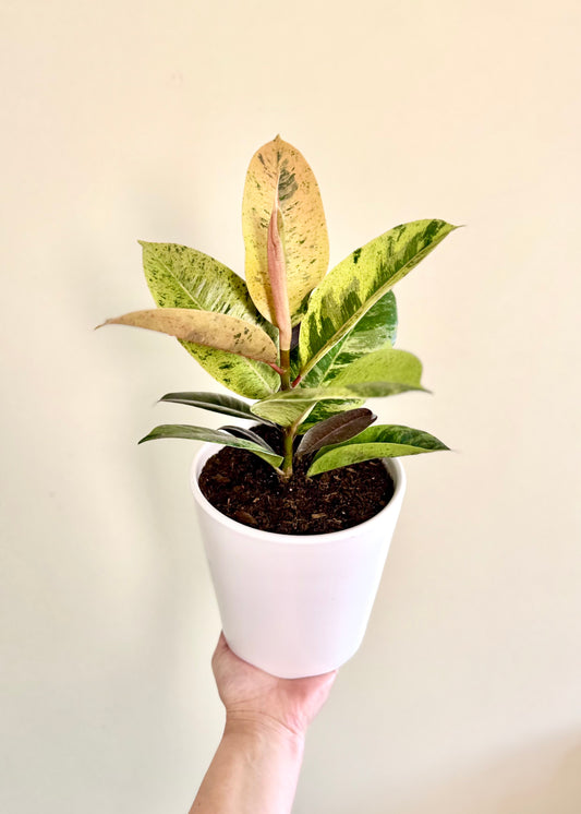 Ficus o Gomero Shiveriana