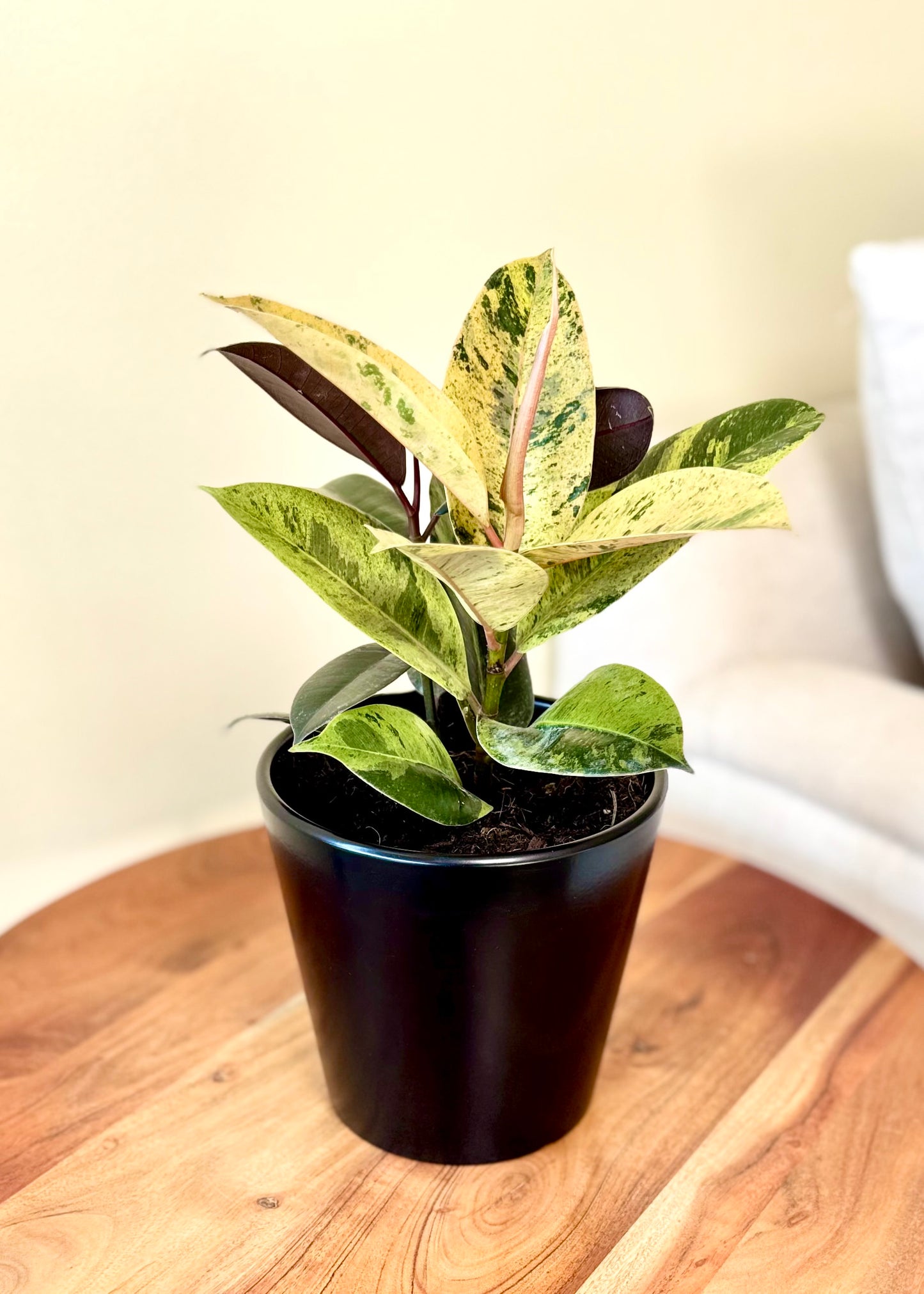 Ficus o Gomero Shiveriana