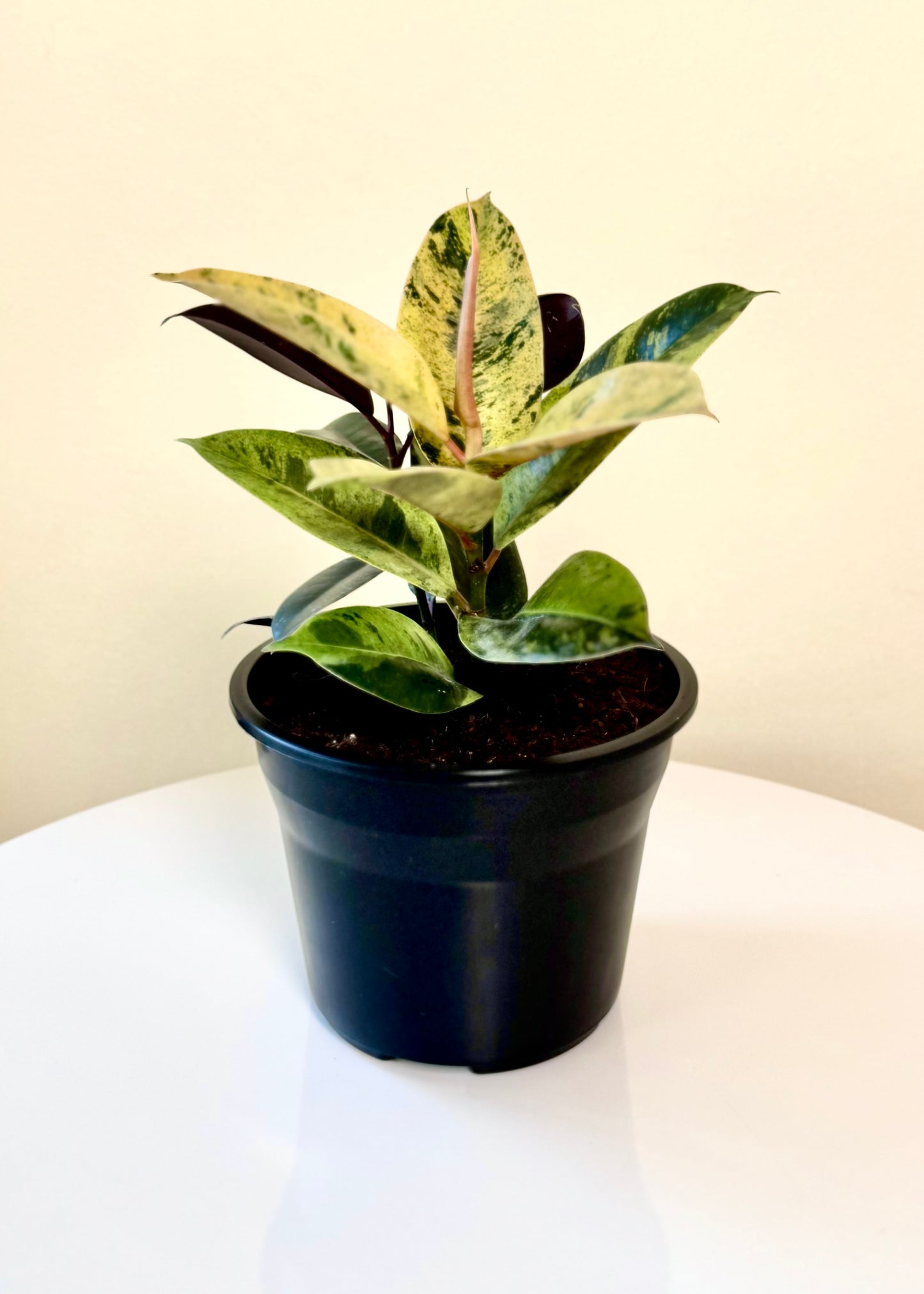 Ficus o Gomero Shiveriana