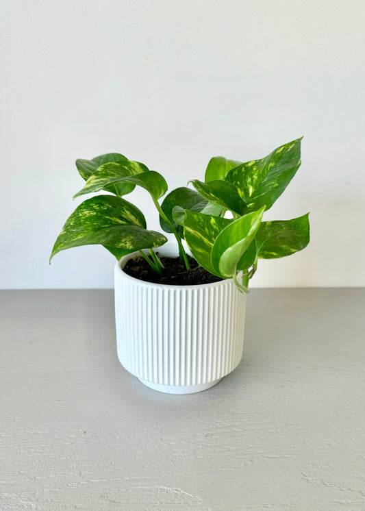 Scindapsus (Pothus) macetero acanalado