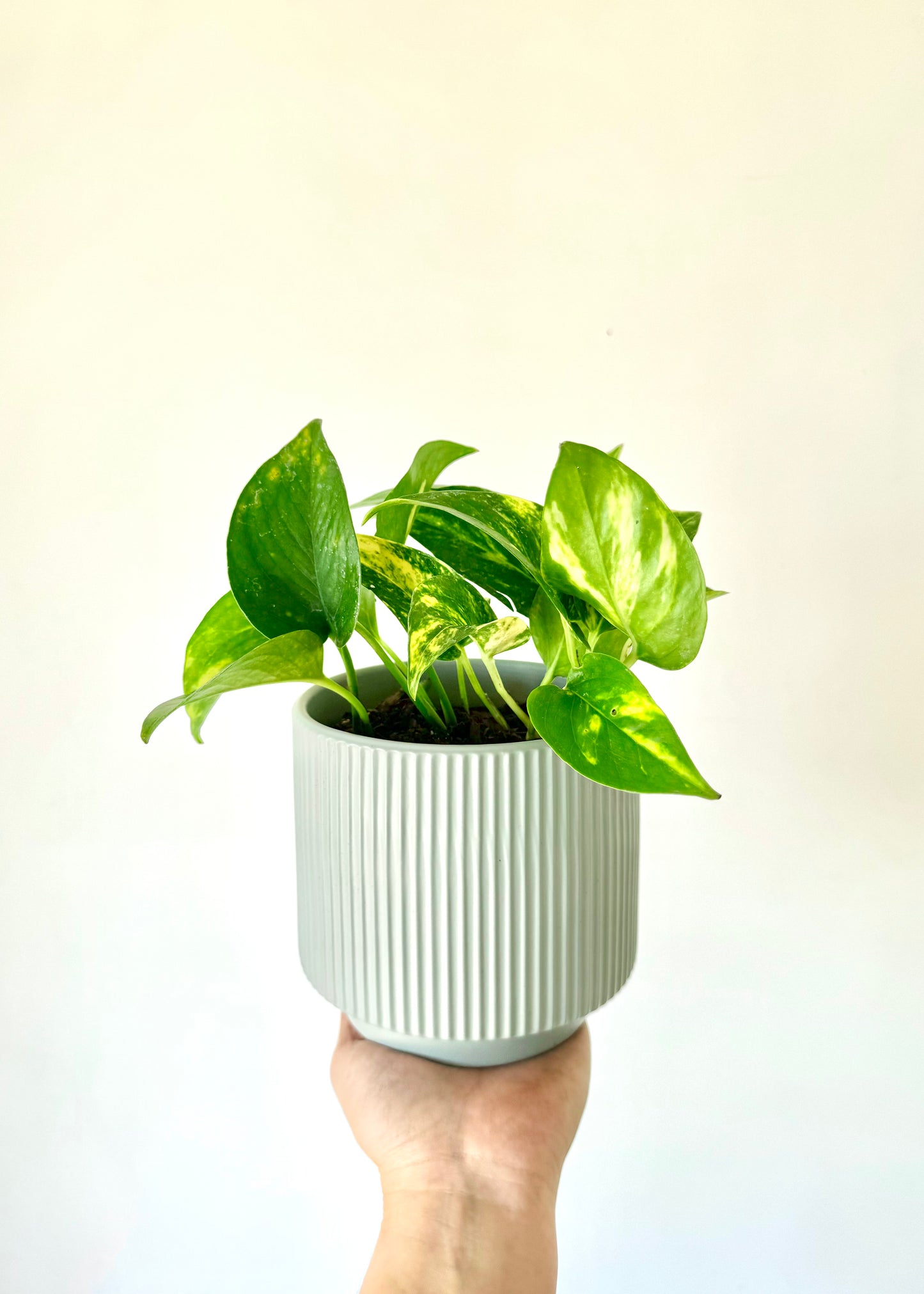 Scindapsus (Pothus) macetero acanalado