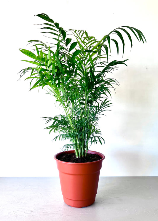Palmera Chamaedorea XL en canasto