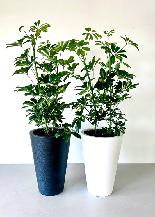 Cheflera XL macetero Cono