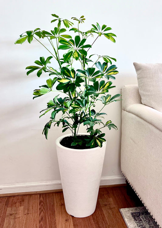 Cheflera XL macetero Cono