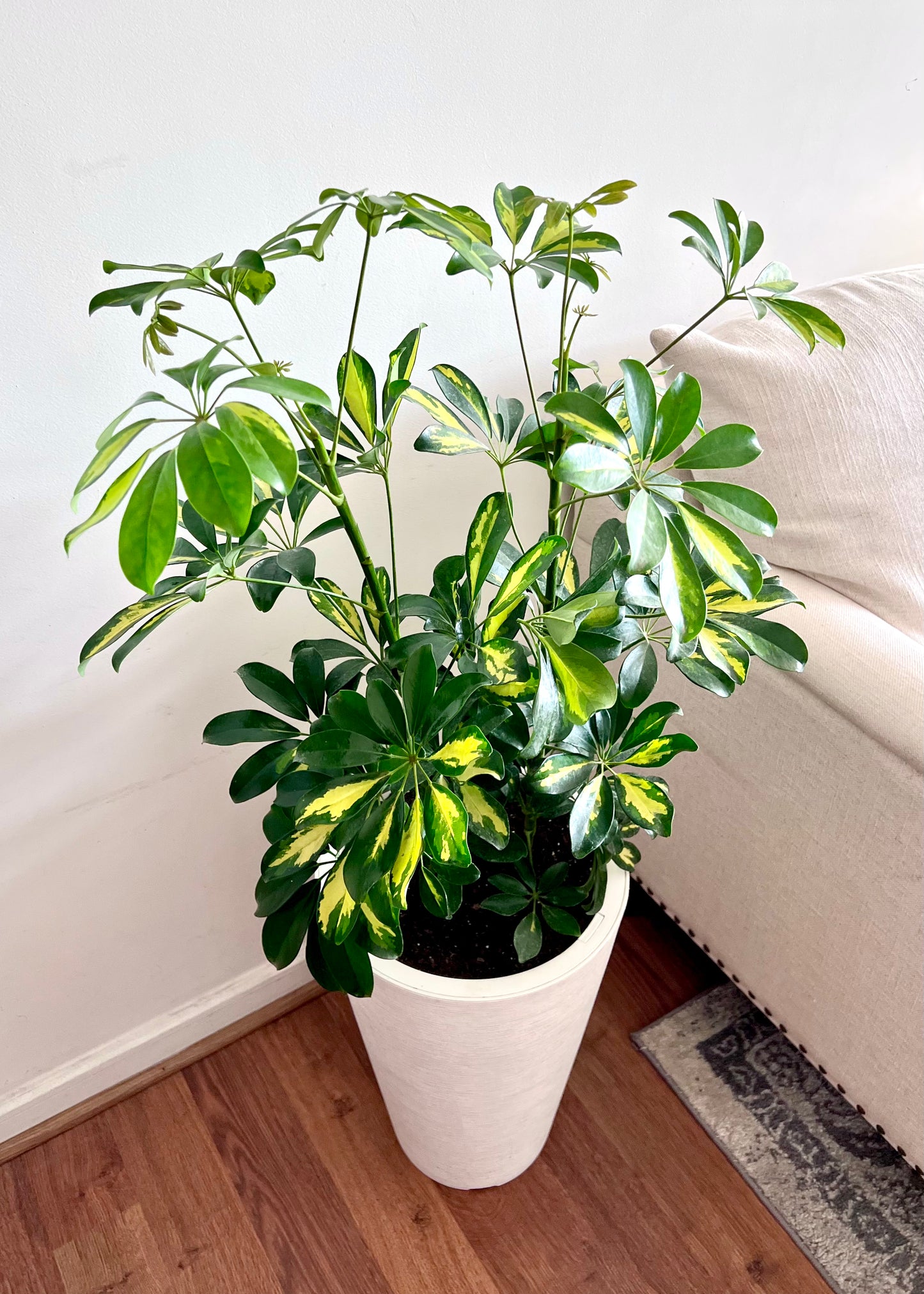 Cheflera XL macetero Cono