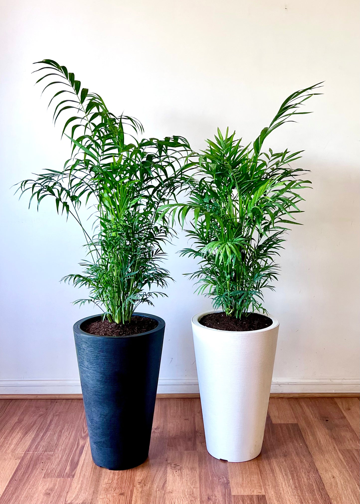 Palmera Chamaedorea Elegans XL