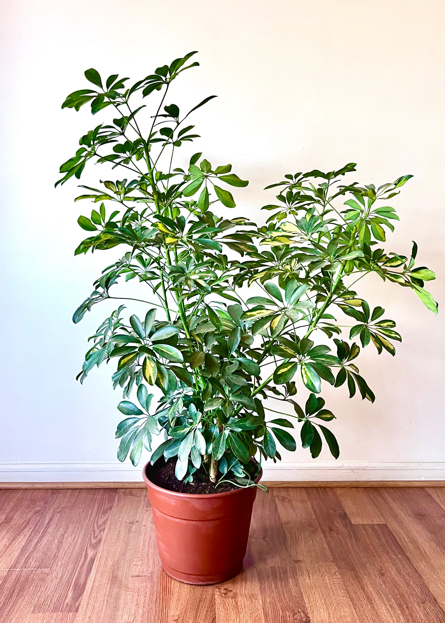 Cheflera XL