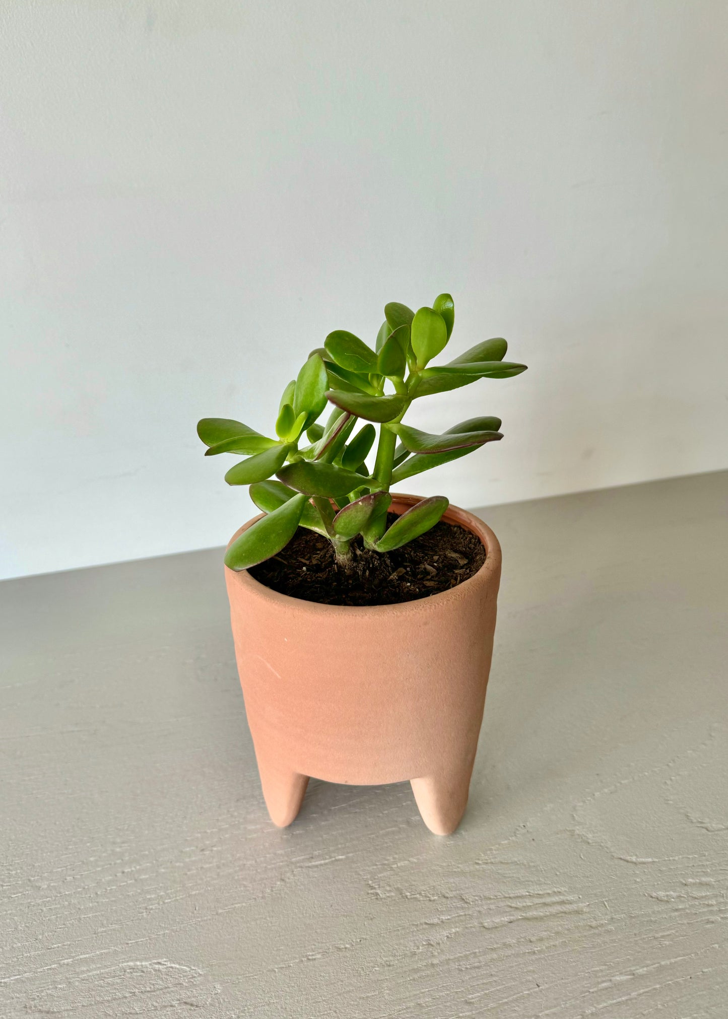 Crassula Ovata