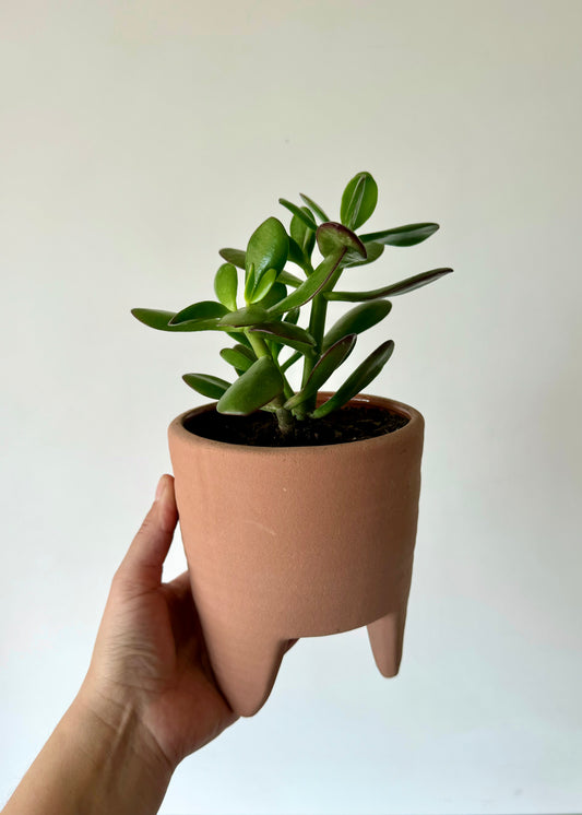 Crassula Ovata (Jade)