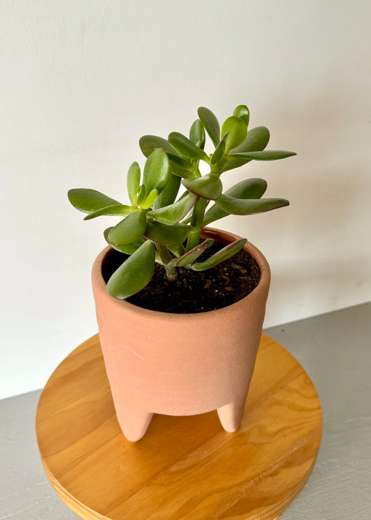 Crassula Ovata (Jade)