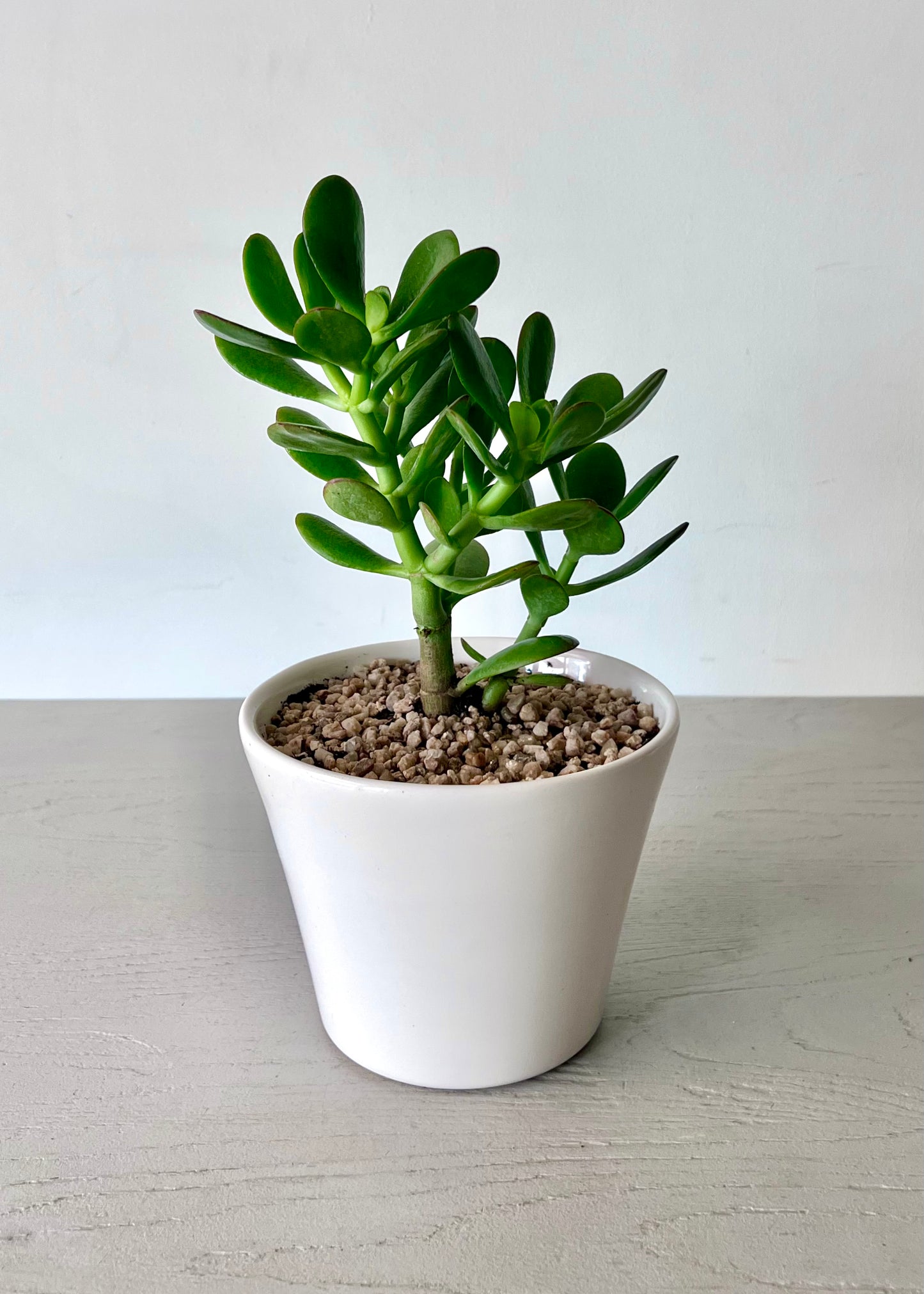 Crassula Ovata