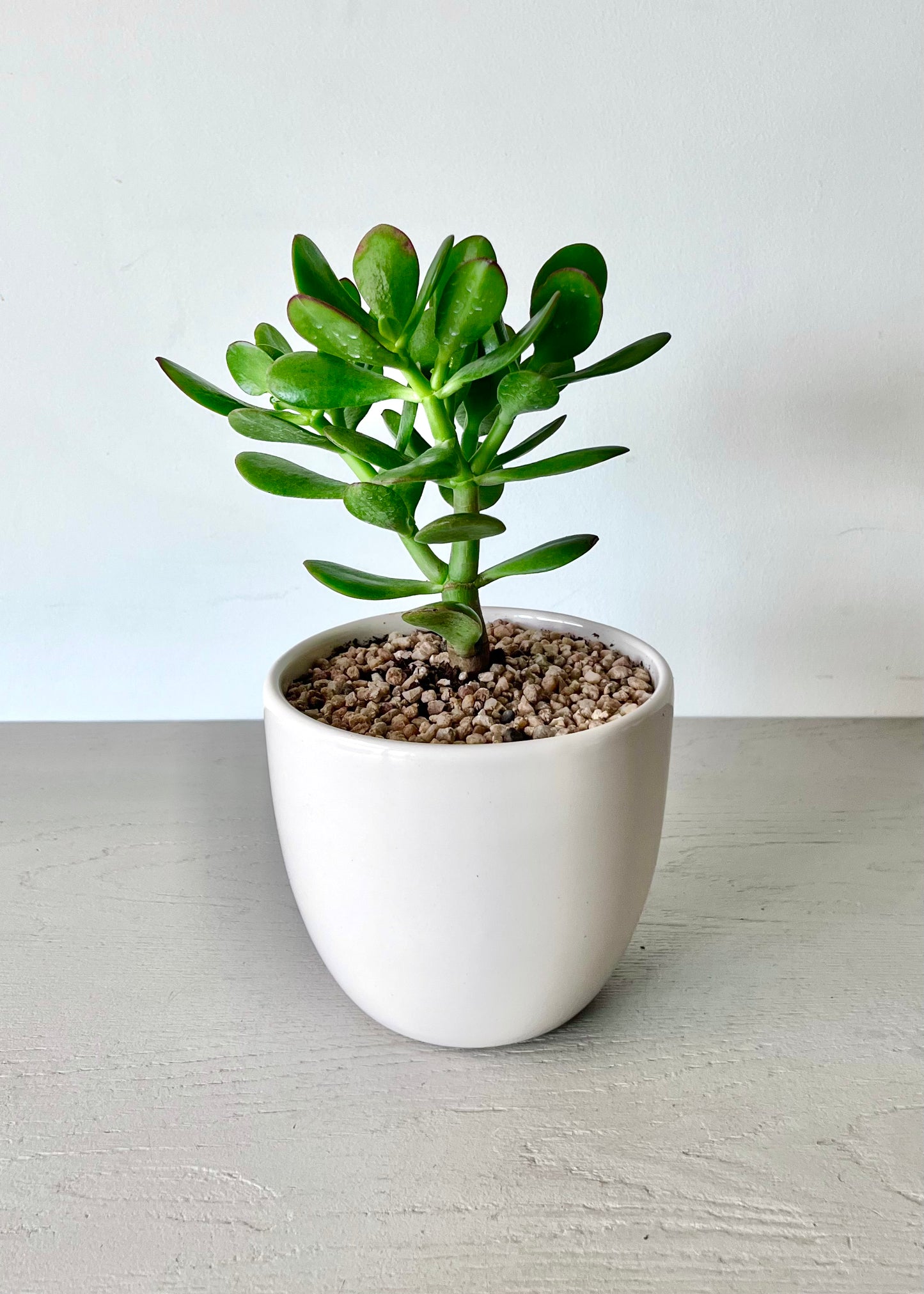 Crassula Ovata