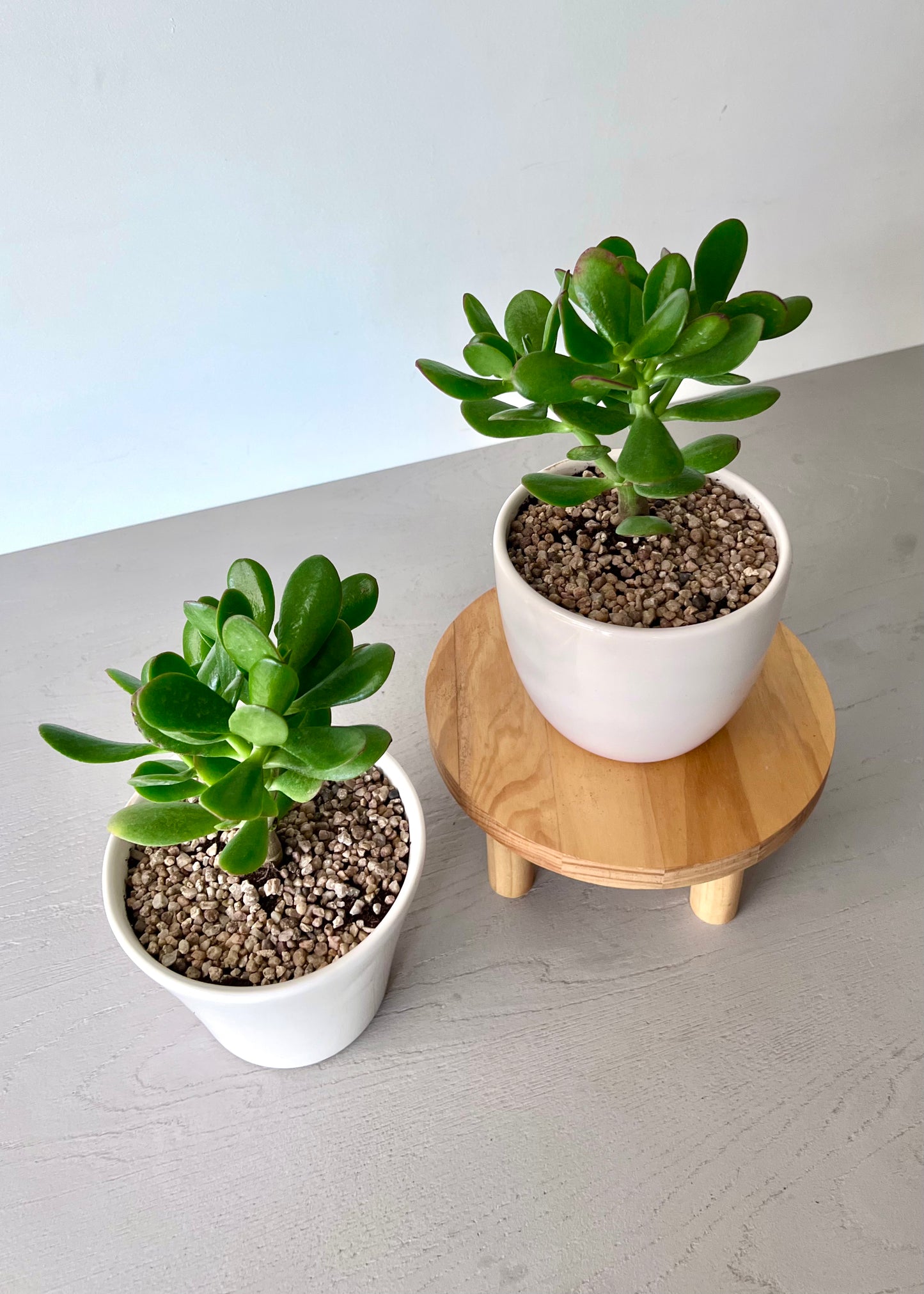 Crassula Ovata