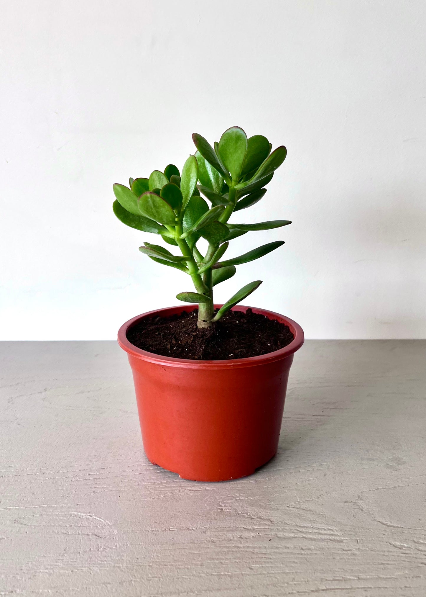 Crassula Ovata
