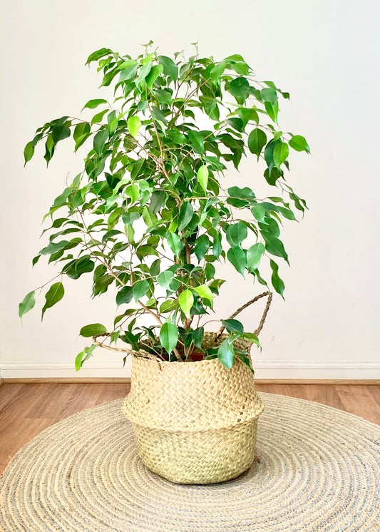 Ficus Benjamina XL