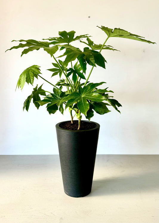 Aralia Japonica L