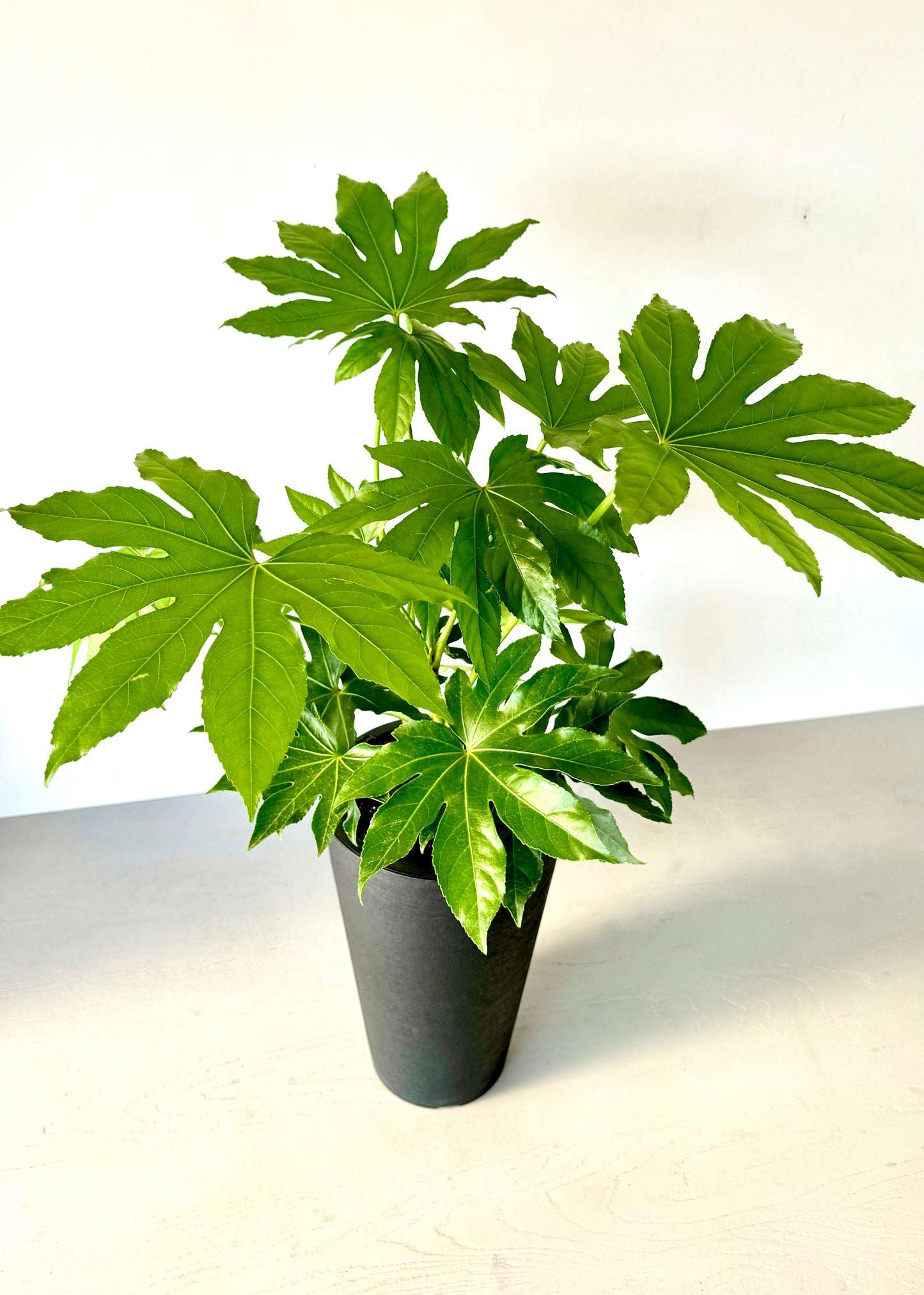Aralia Japonica L