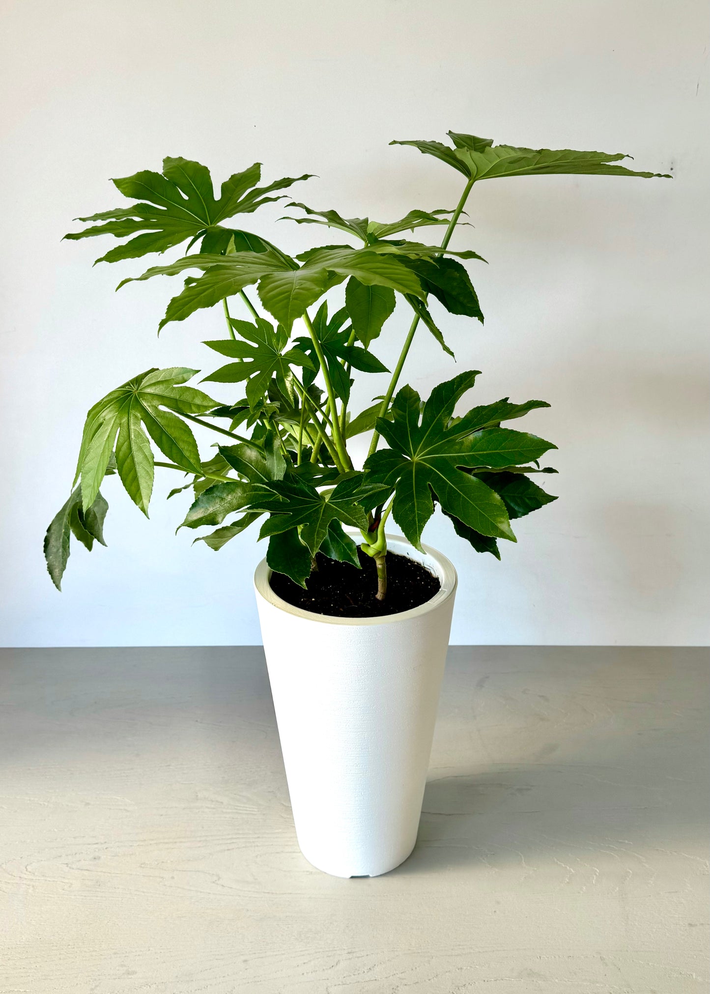 Aralia Japonica L