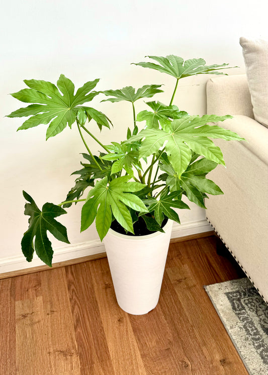 Aralia Japonica L