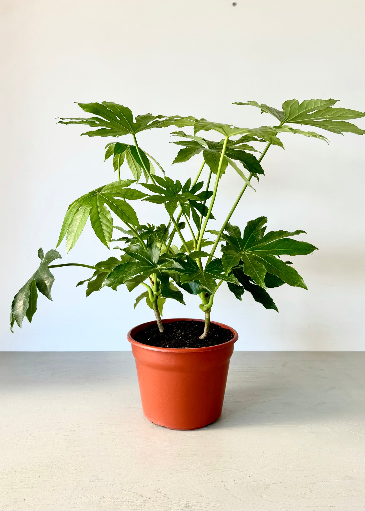 Aralia Japonica L
