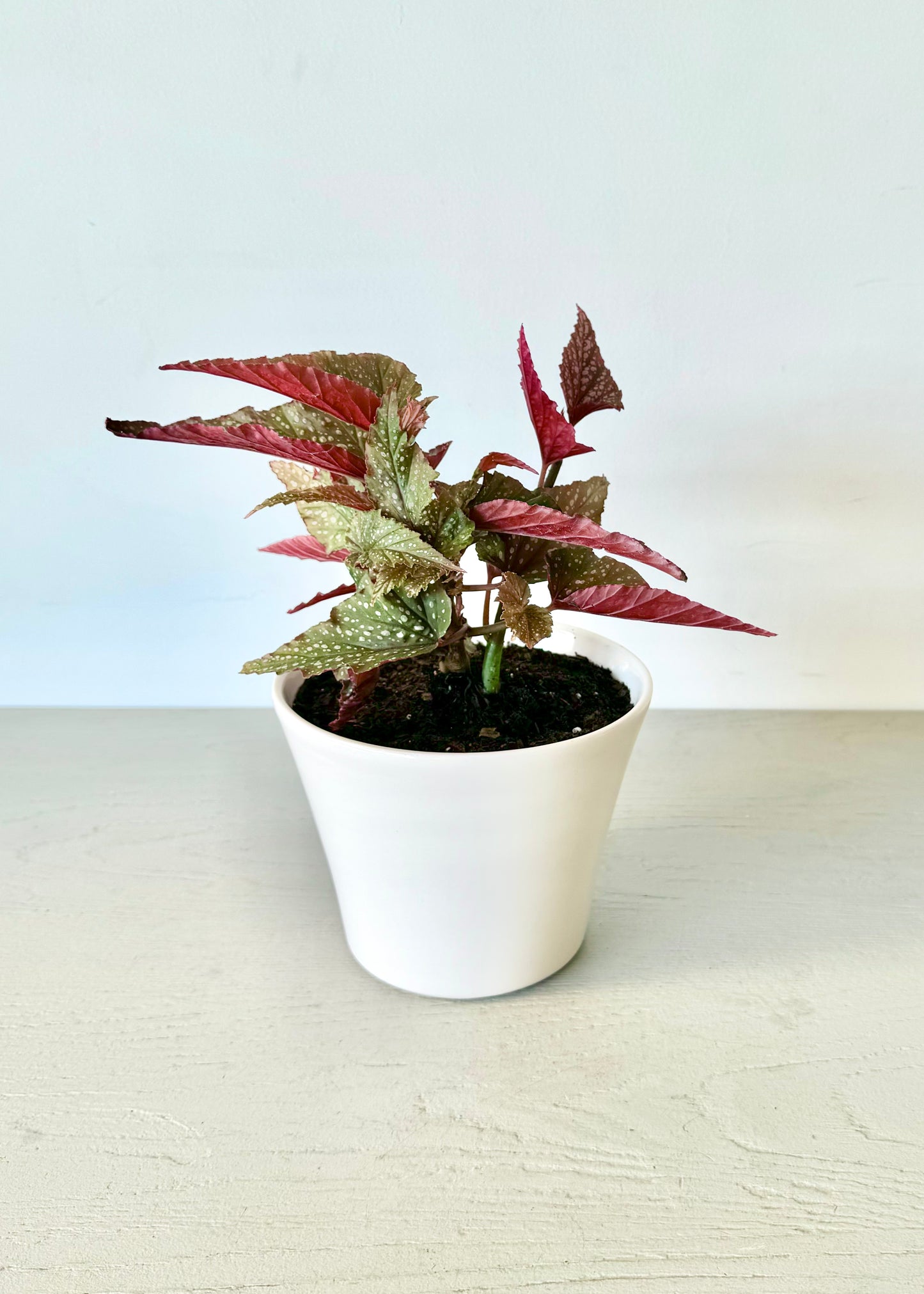 Begonia Ala de Ángel