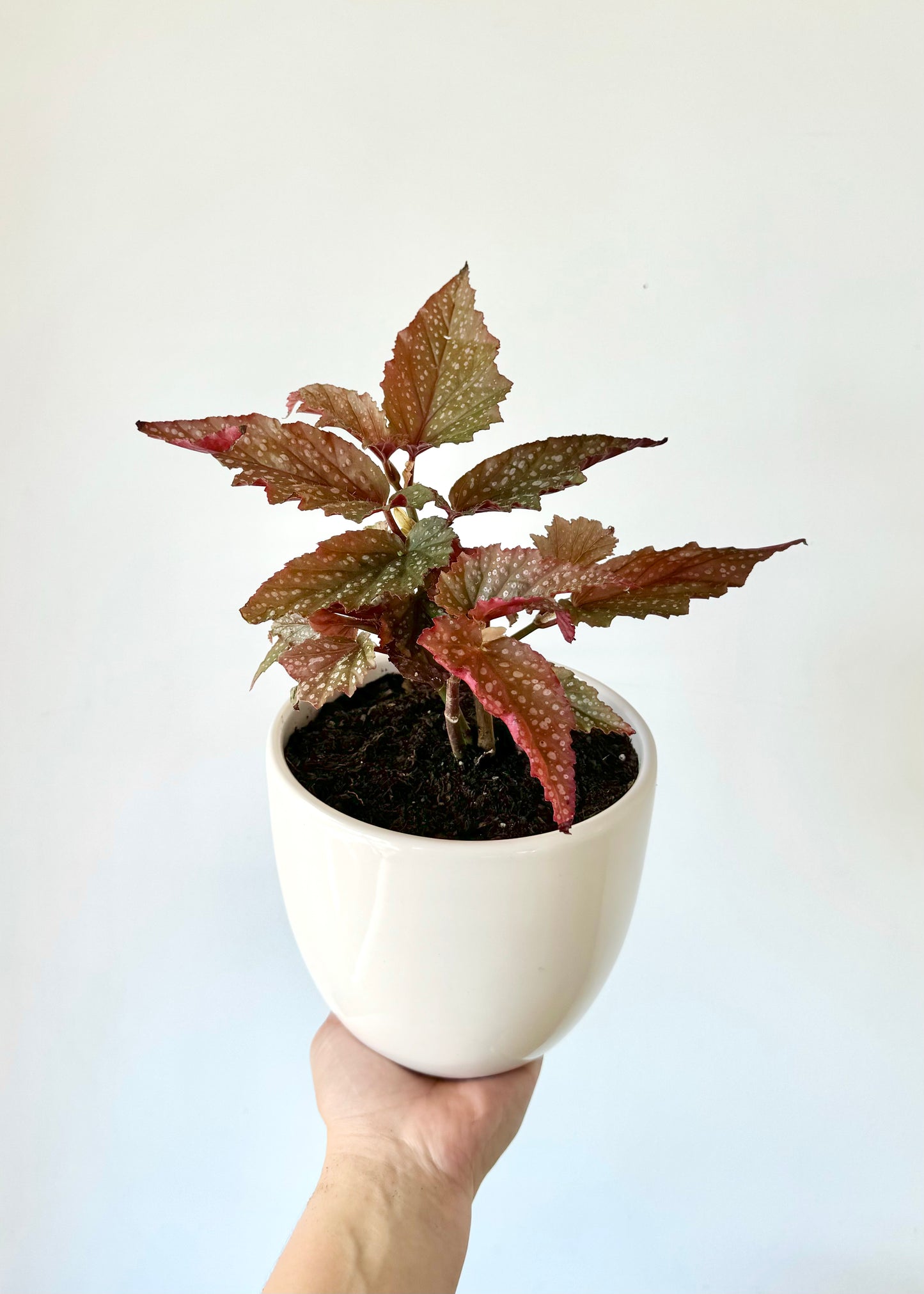 Begonia Ala de Ángel