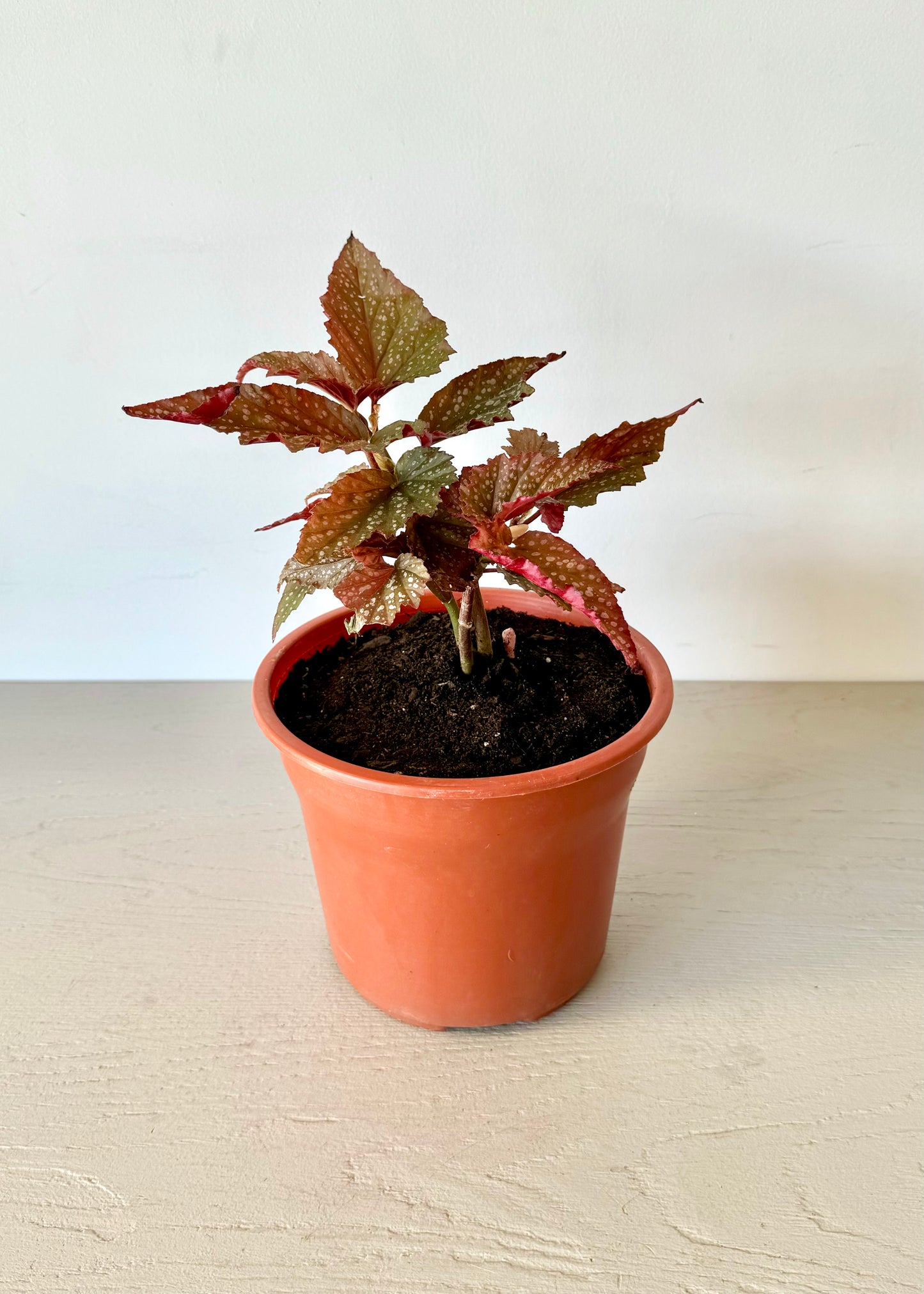Begonia Ala de Ángel