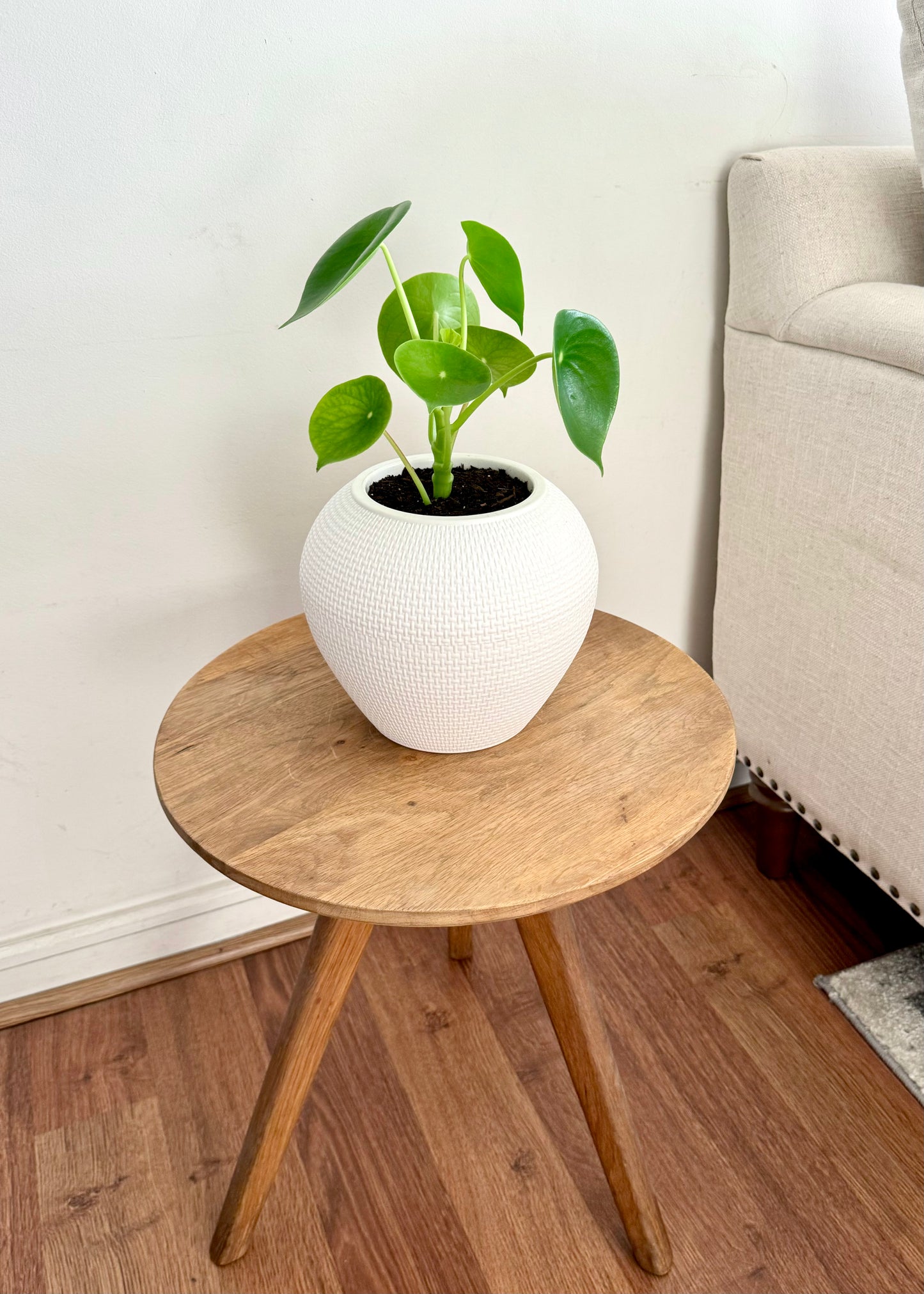 Peperomia Cucharita S en esfera