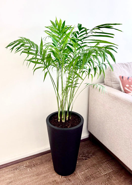 Palmera Chamaedorea Elegans XL