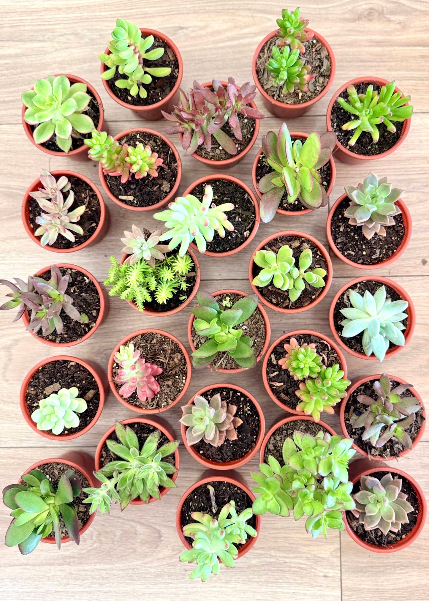 Jardín de suculentas