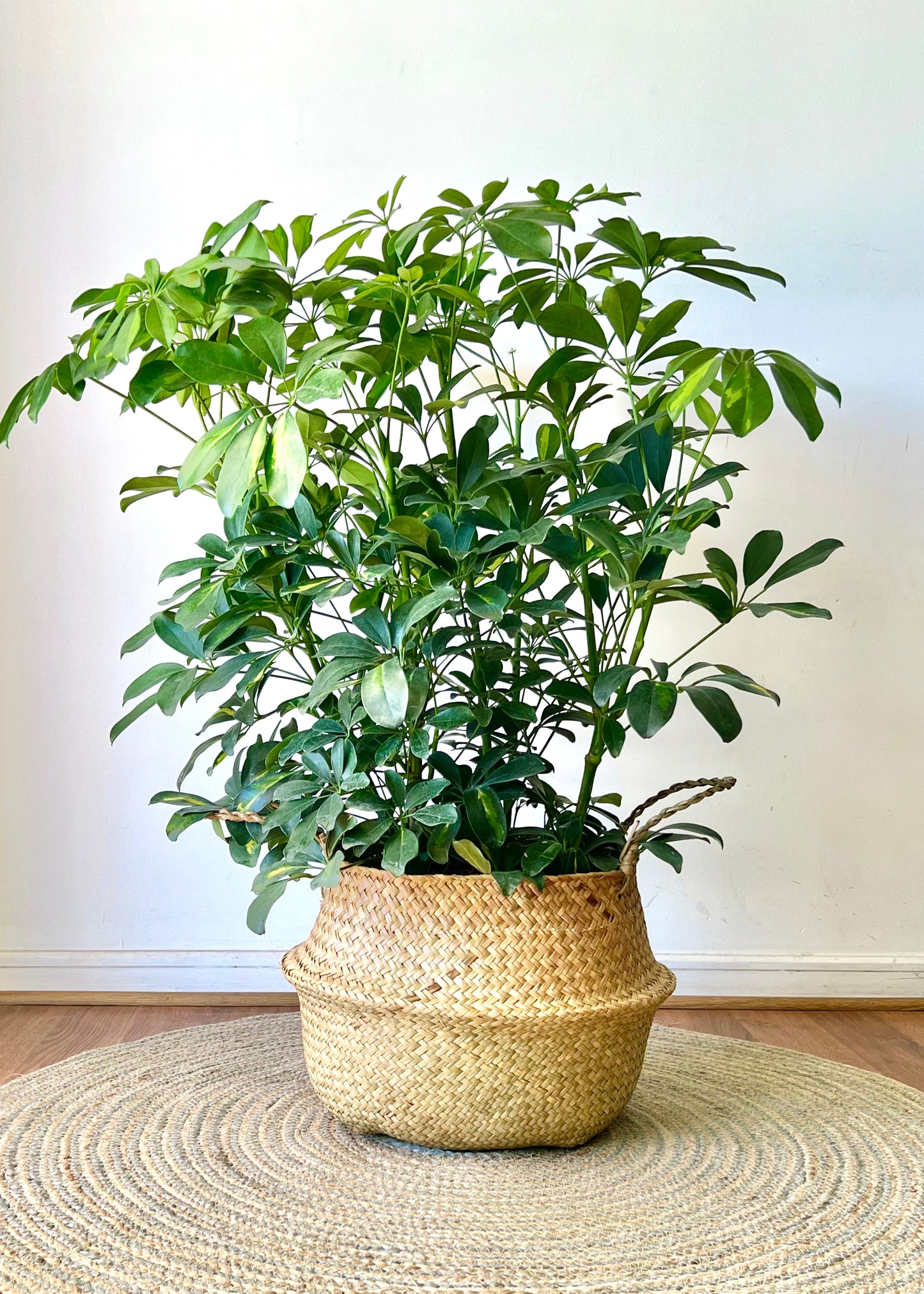 Cheflera XL